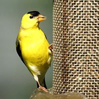 Thistle/Nyjer Seed Tubular Bird Feeders